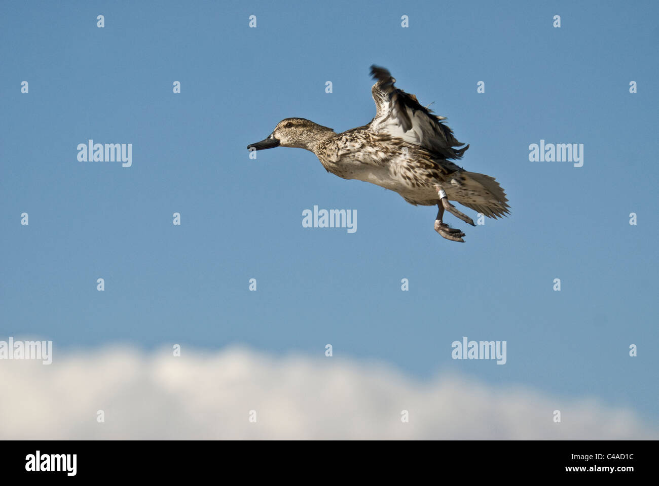 Femmina verde-winged teal (Anas carolinensis) in volo a Bosque del Apache National Wildlife Refuge New Mexico Foto Stock