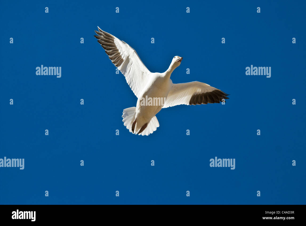 Snow goose (Chen caerulescens) in volo a Bosque del Apache National Wildlife Refuge New Mexico Foto Stock