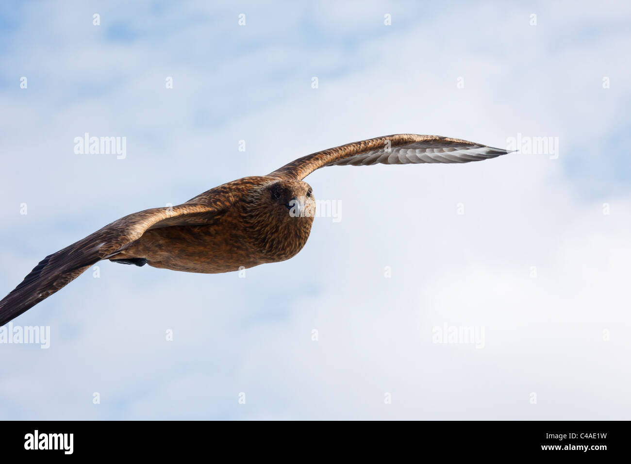 Grande Skua o bonxie (Catharacta skua) uccello in volo la Scozia, Regno Unito, Gran Bretagna Foto Stock