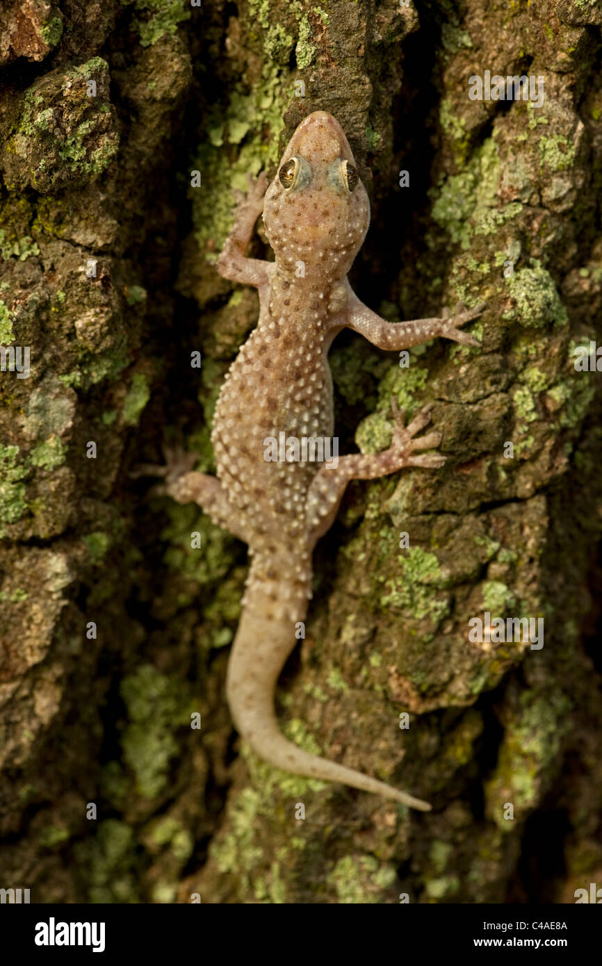 Gecko mediterranea [Hemidactylus turcicus] Louisiana - USA , introdotto Foto Stock