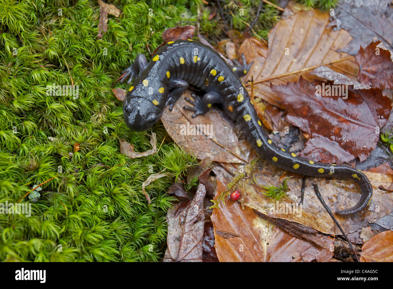 Salamandra pezzata (Ambystoma maculatum) - New York - USA - al laghetto di allevamento in primavera - comune negli Stati Uniti orientali Foto Stock