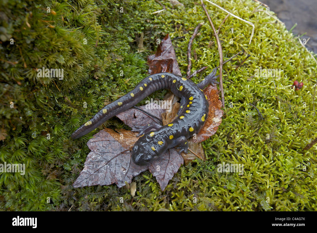 Salamandra pezzata (Ambystoma maculatum) - New York - USA - al laghetto di allevamento in primavera - comune negli Stati Uniti orientali Foto Stock