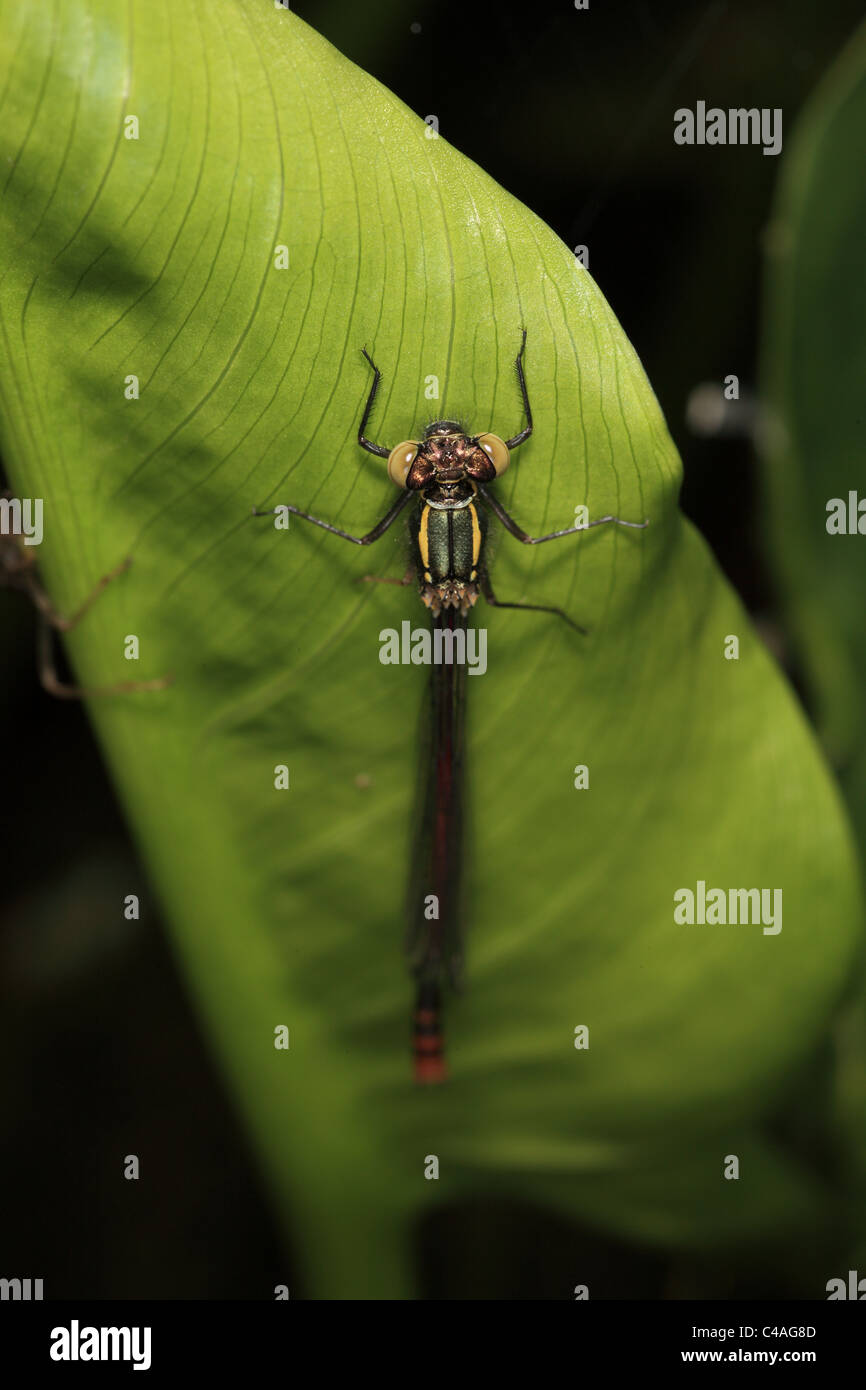 Mosca del Damsel Foto Stock