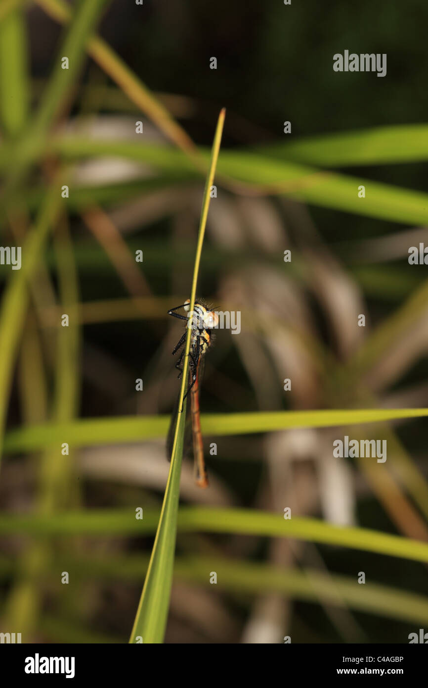 Mosca del Damsel Foto Stock