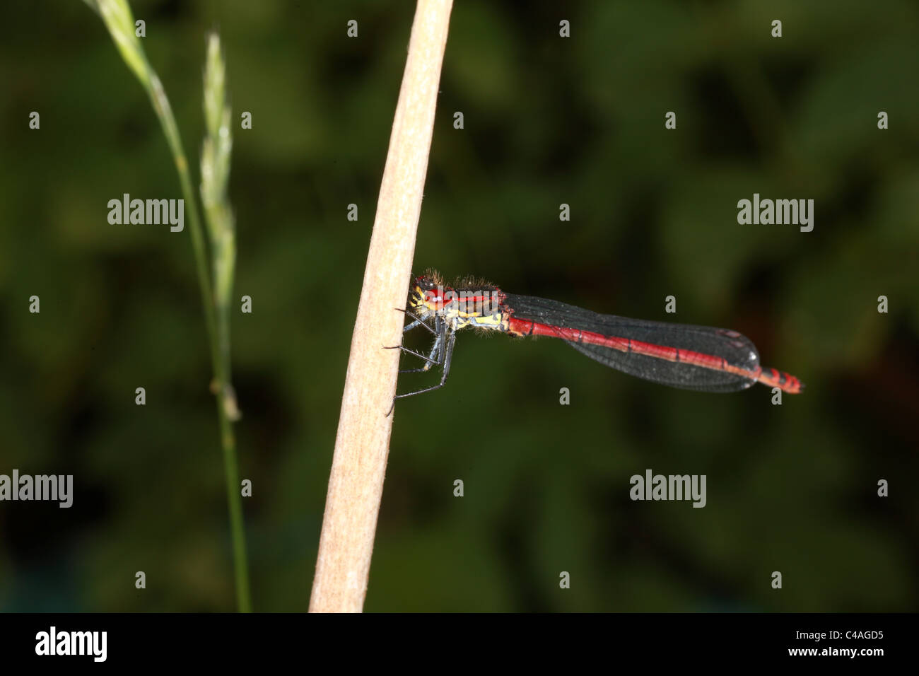 Mosca del Damsel Foto Stock