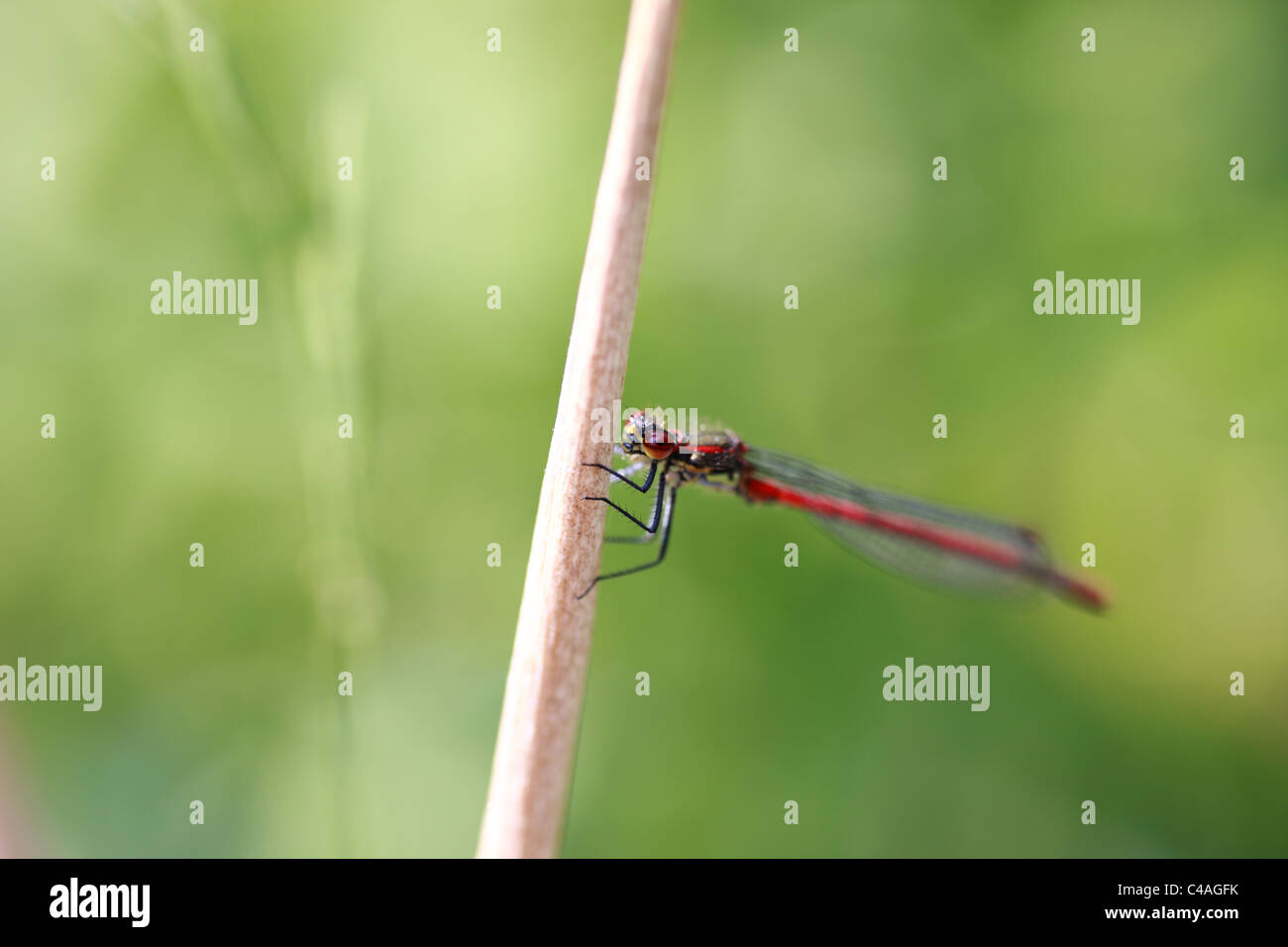 Mosca del Damsel Foto Stock