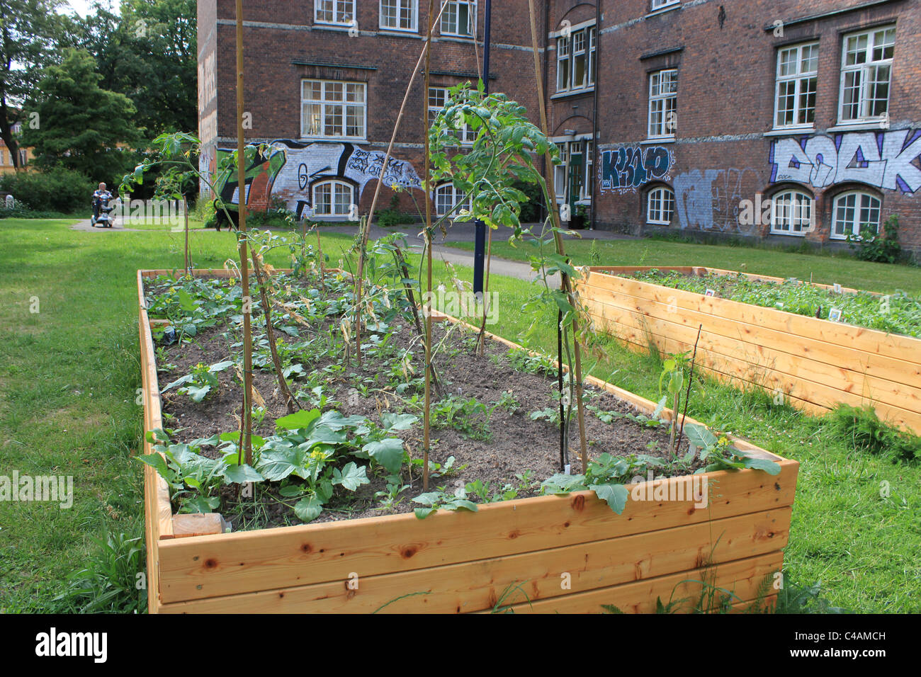 Donna multiculturale il progetto ha verdura giardino in un cortile in Nørrenbro, Copenaghen Foto Stock