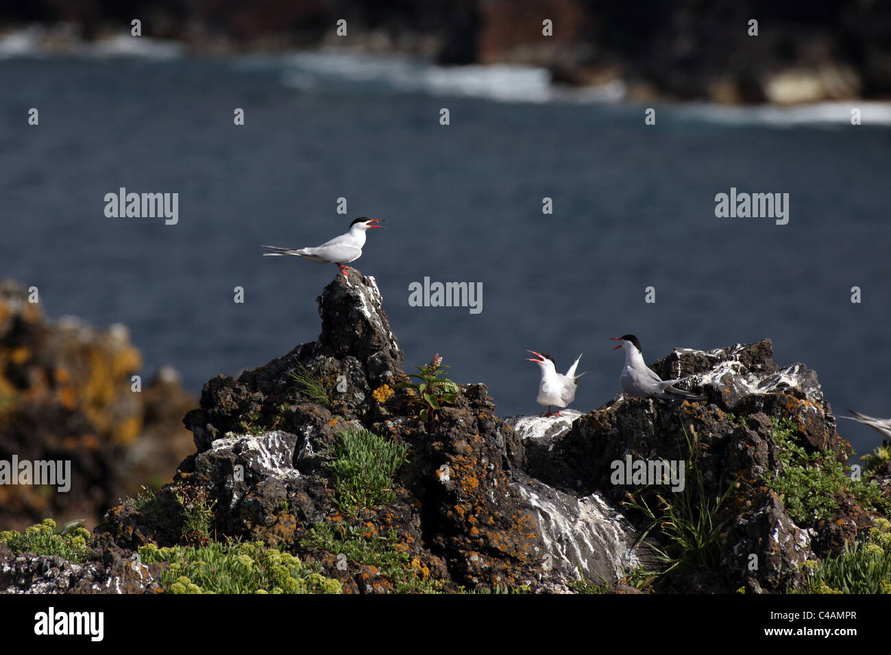 Diversi sterne comuni (Sterna hirundo) permanente e la fonazione su una roccia nei pressi di Sao Roque, isola Pico, Azzorre Foto Stock