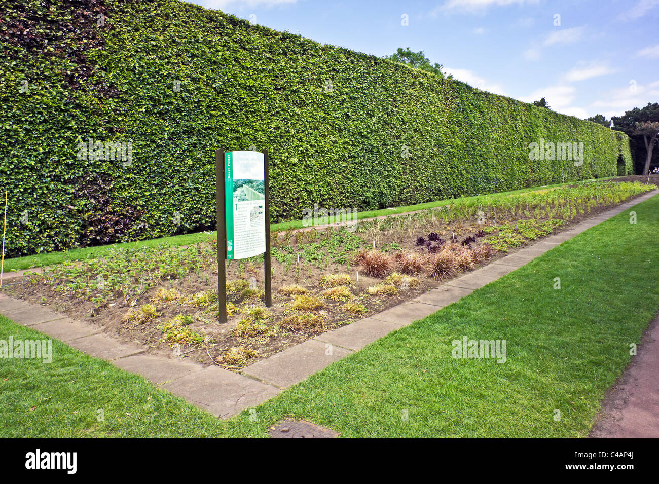 Famoso 8 metro di altezza e oltre cento anni beech hedge nel Royal Botanic Garden Edinburgh Scozia Scotland Foto Stock