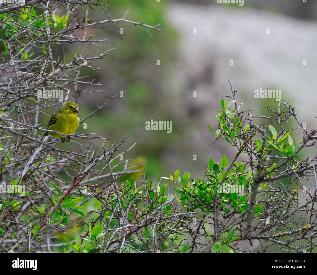 Brimstone Canary o bullo, Canarie (Serinus sulfuratus) con vetrate da mangiare i frutti di bosco. Foto Stock
