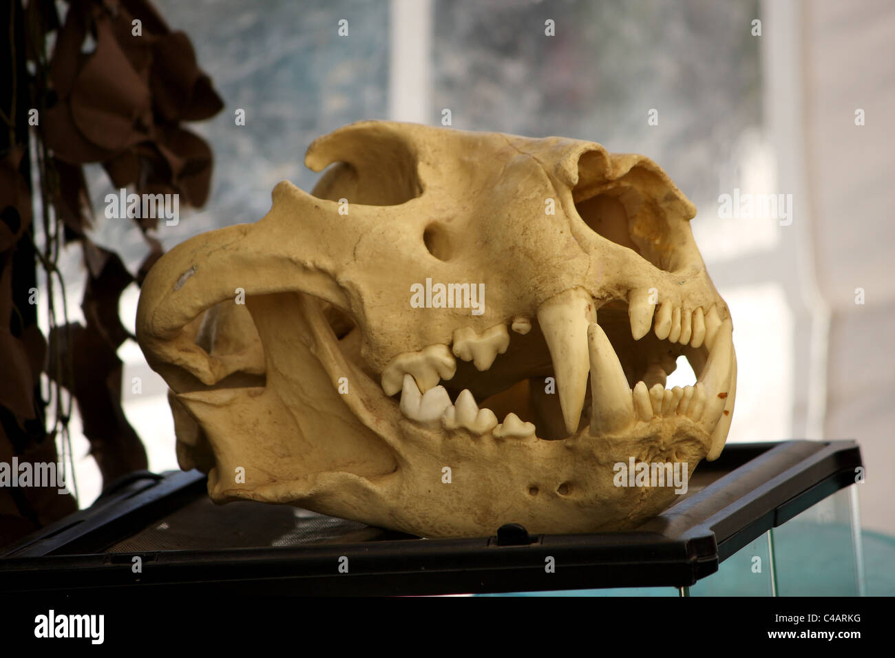 Un teschio di carnivori dal lato che mostra i suoi grandi denti canini Foto Stock