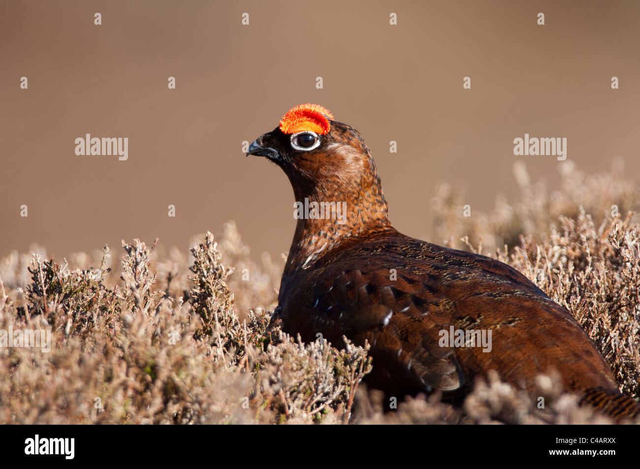 Red Grouse sulla brughiera in primavera. (Lagopus lagopus ) Foto Stock