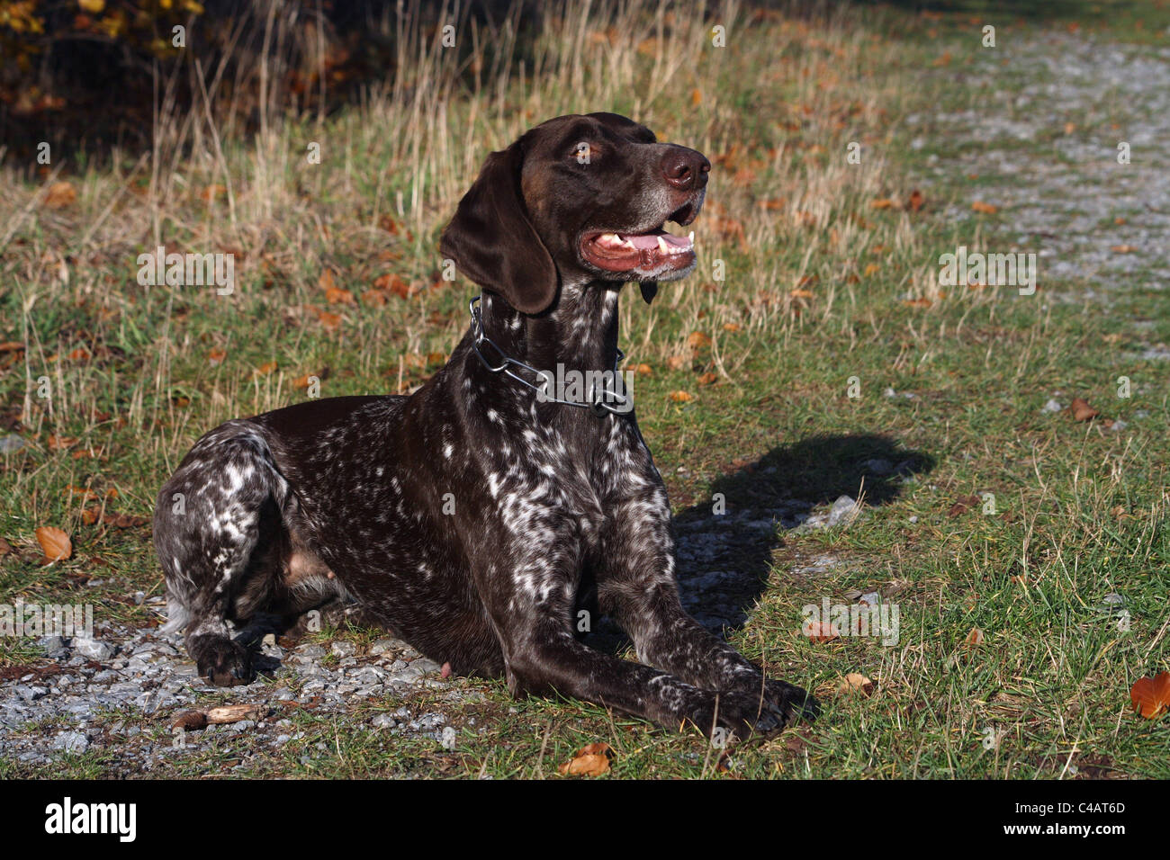 Il tedesco Shorthaired puntatore Foto Stock