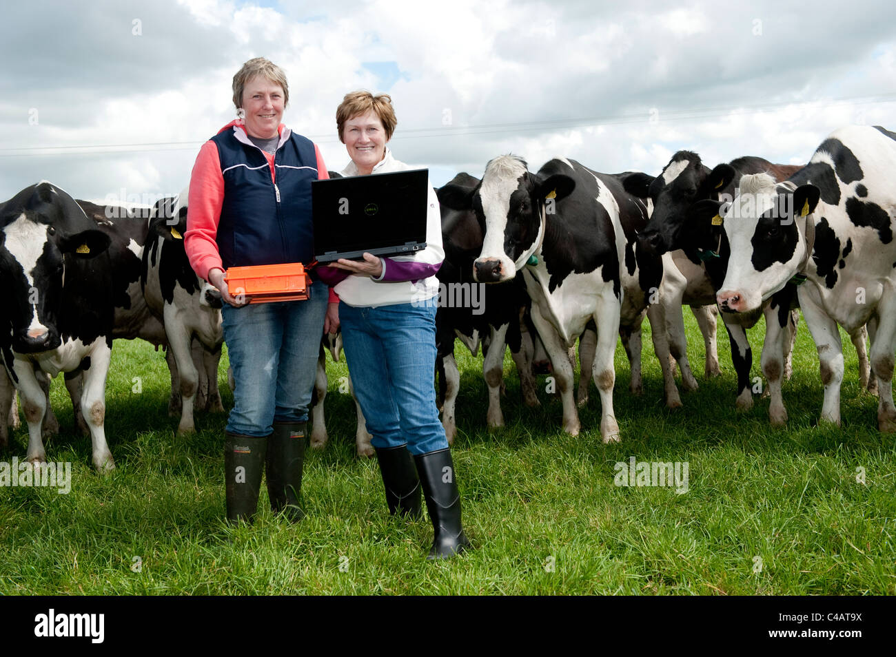 Due donne dalla nazionale registratori latte guardando un computer portatile nel campo pieno di mucche Foto Stock