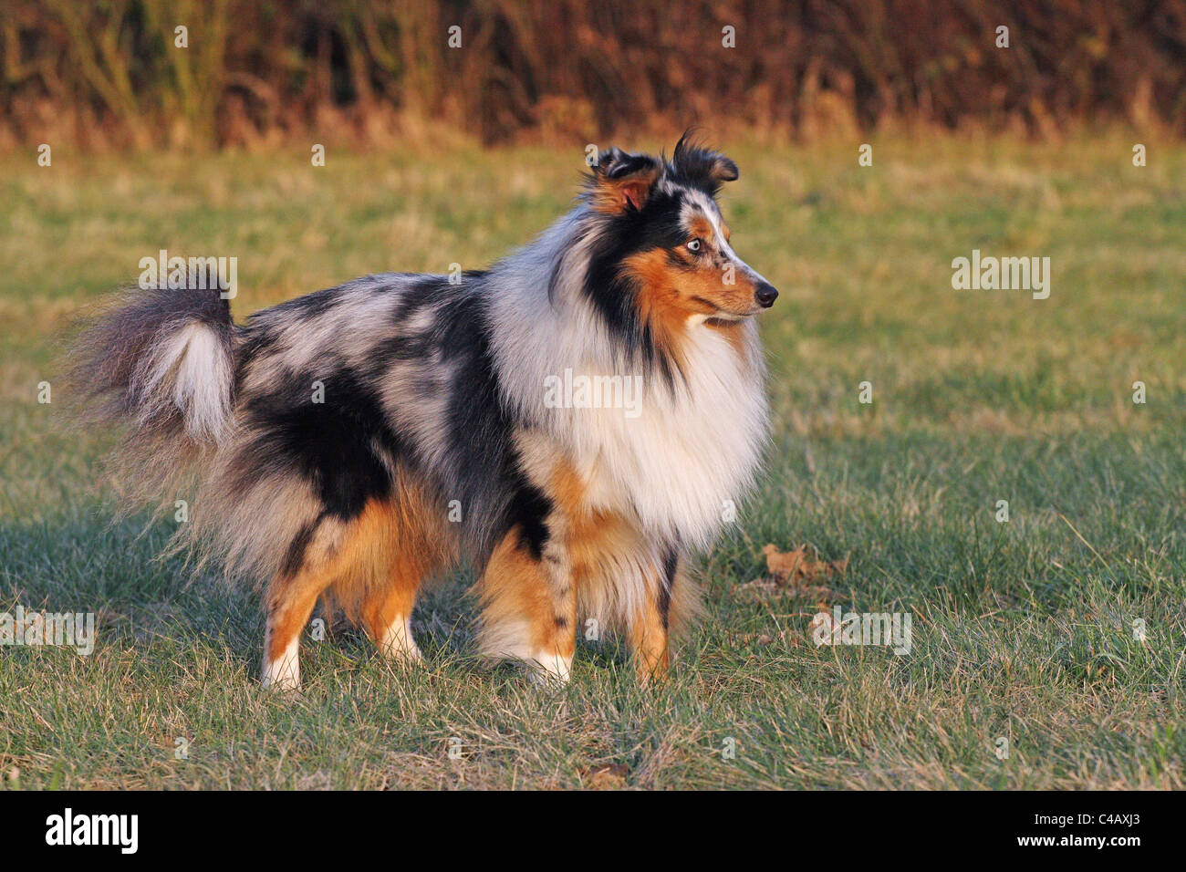 Sheepdog Shetland Foto Stock