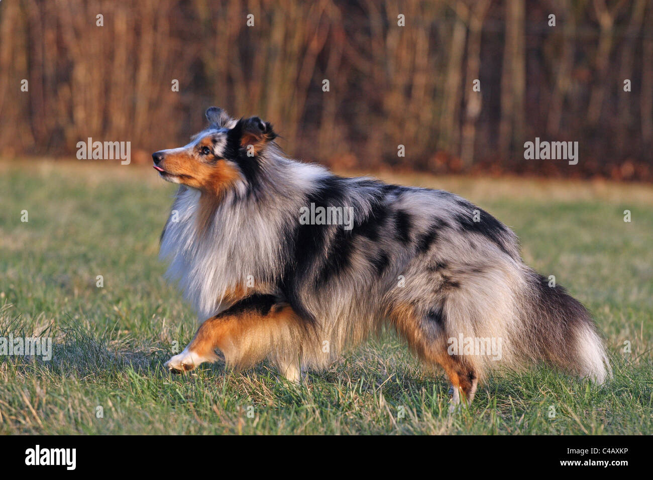 Esecuzione di Shetland Sheepdog Foto Stock