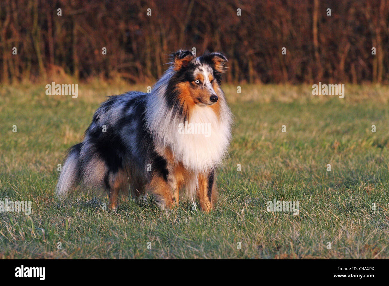 Sheepdog Shetland Foto Stock