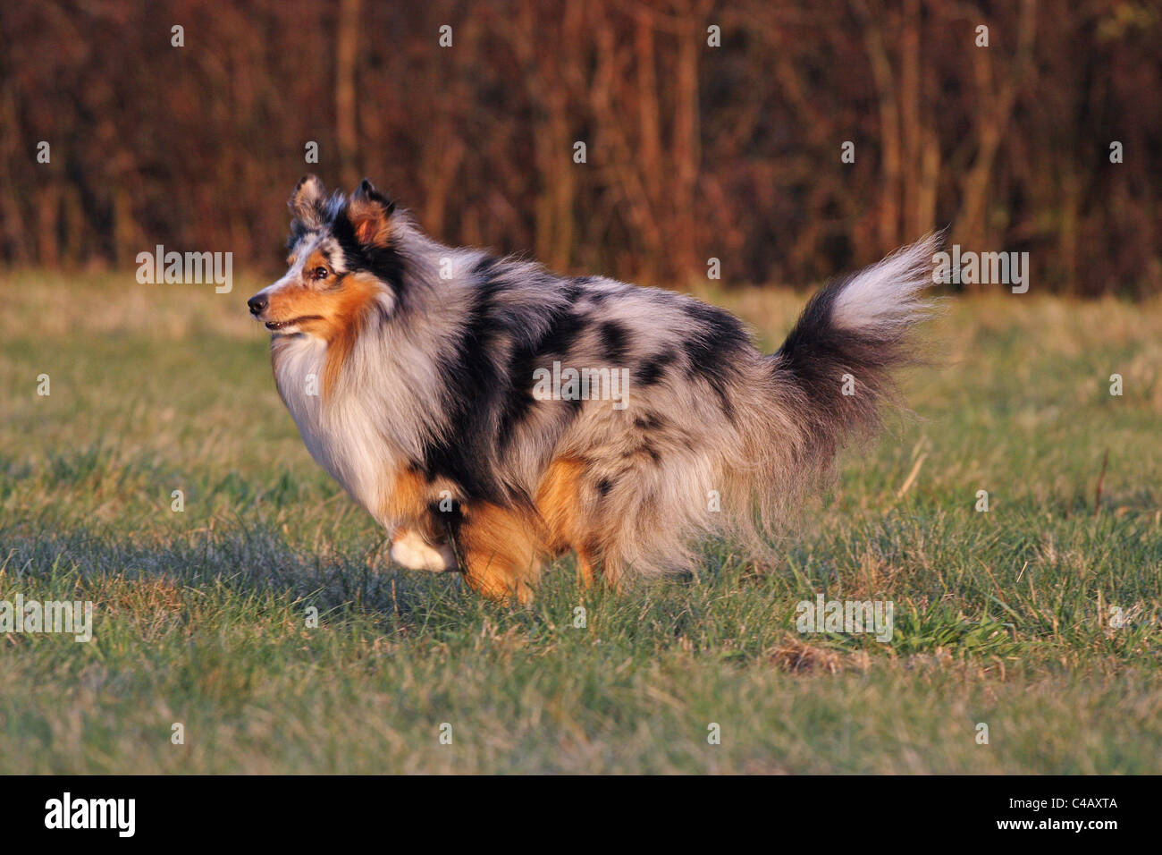 Esecuzione di Shetland Sheepdog Foto Stock