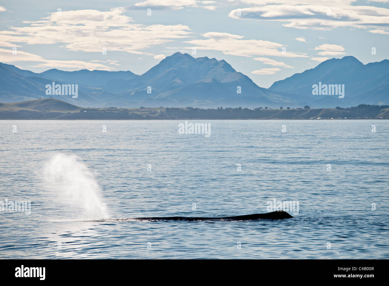 Humpback Whale espira (colpi) aria prima immersione con Kaikoura, Nuova Zelanda panorama nel retro di massa. Foto Stock