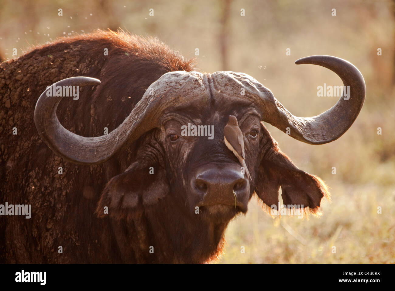 Tanzania, Serengeti. Un vecchio scoscese buffalo, circondato da mosche. Foto Stock