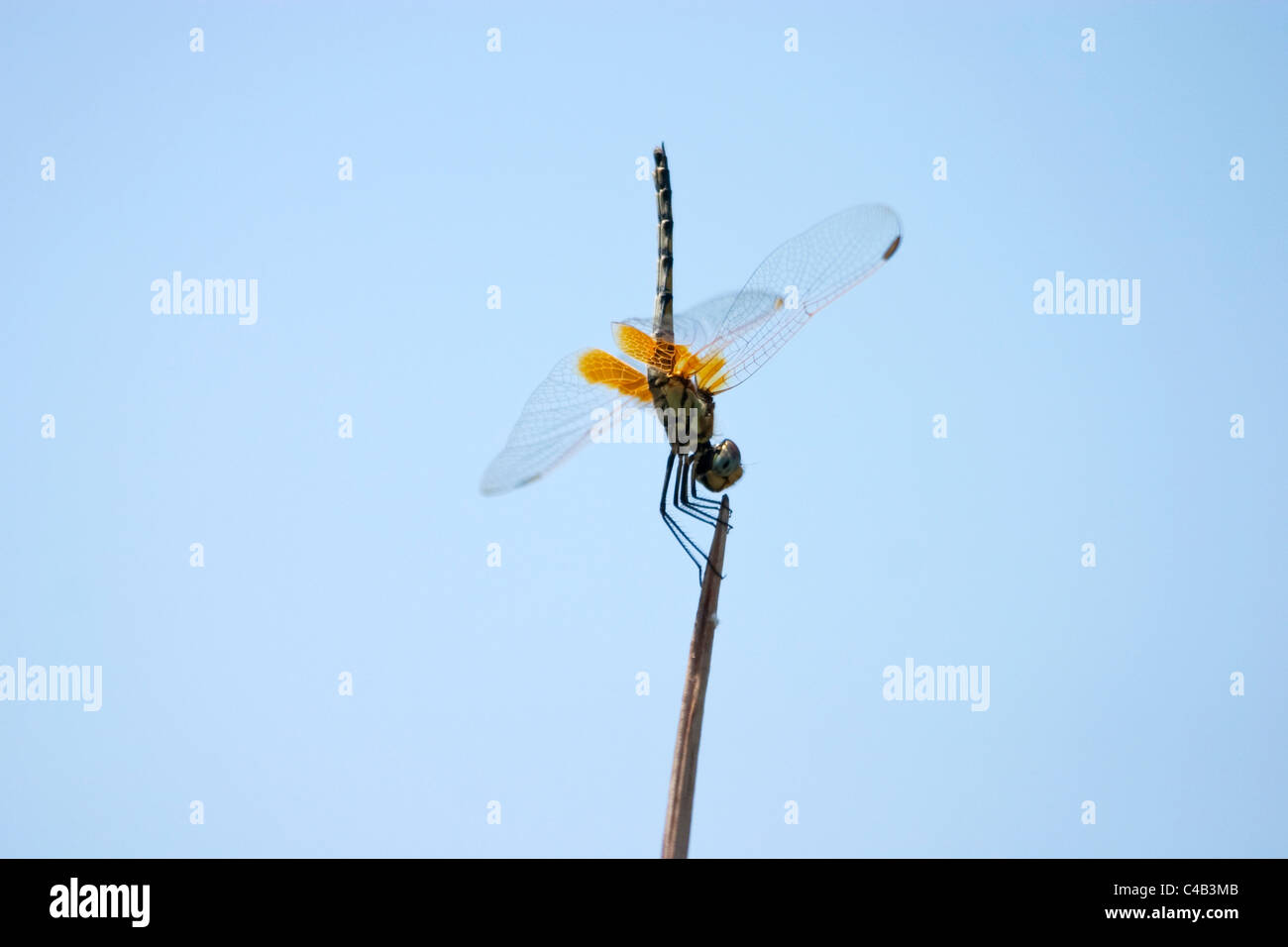 Il Botswana, Okavango. Una libellula posatoi acrobatically sulla estremità di un reed. Foto Stock