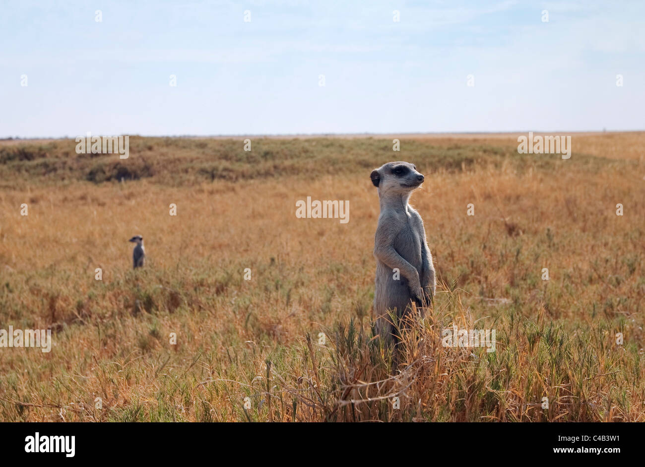 Il Botswana, Makgadikgadi. Meerkats vegliare per i predatori in erbe secche del Makgadokgadi. Foto Stock
