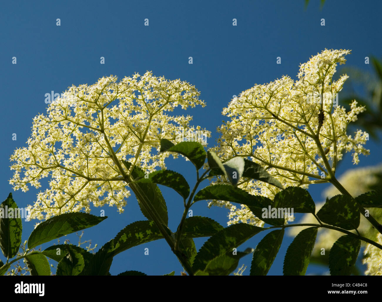 Lâ Elderflower (sambucus) fiorisce in pezzata luce solare Foto Stock