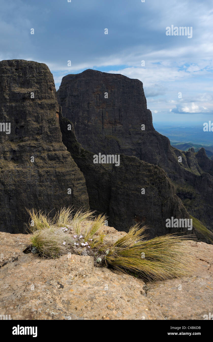Vista del picco di sentinella in Sud Africa Montagne Drakensberg con erba in primo piano Foto Stock