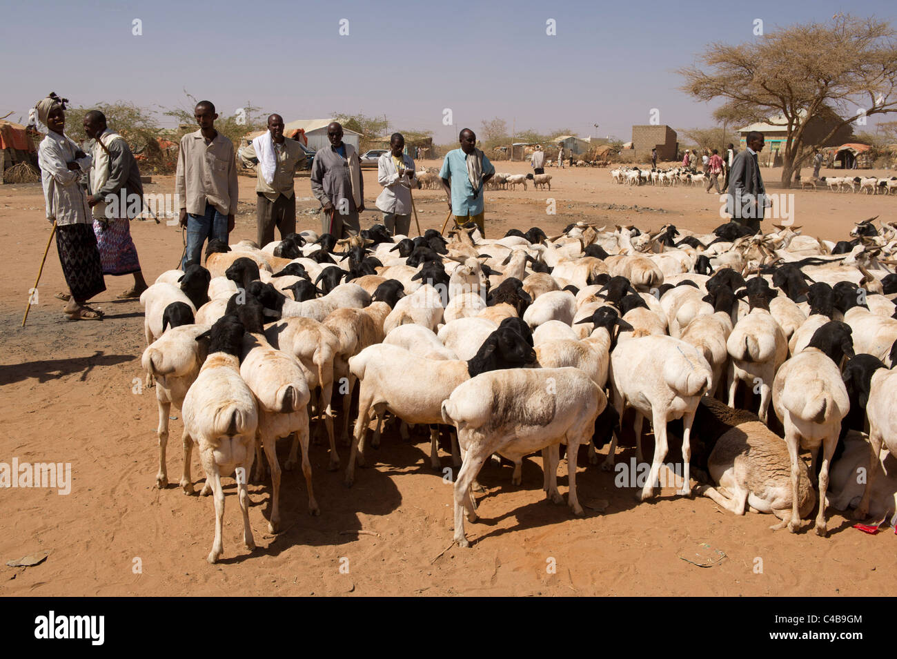 Caprini per la vendita al mercato del bestiame, Barao, il Somaliland e la Somalia Foto Stock