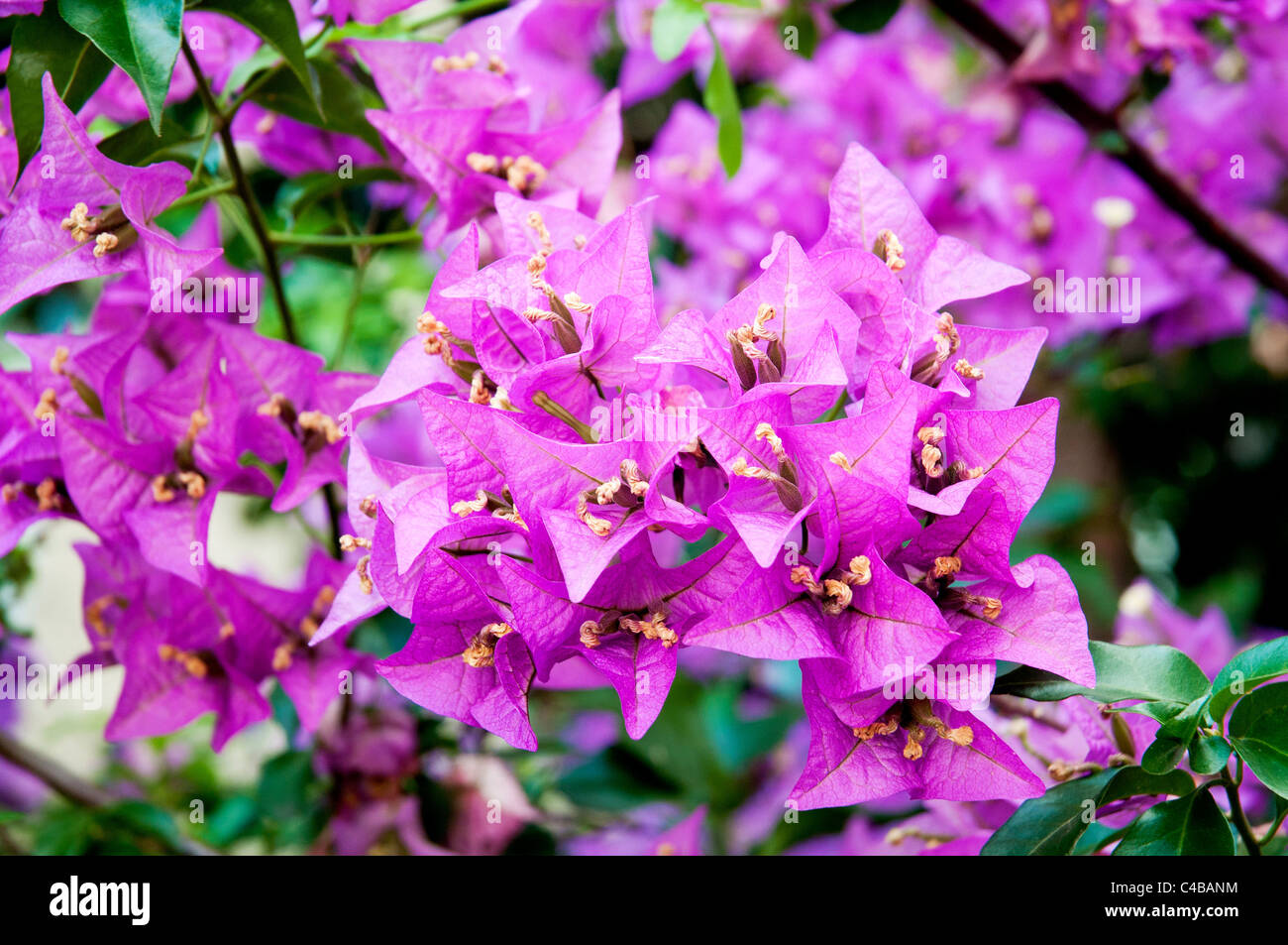 Immagine ravvicinata di alcuni fiori di Bouganville Foto Stock