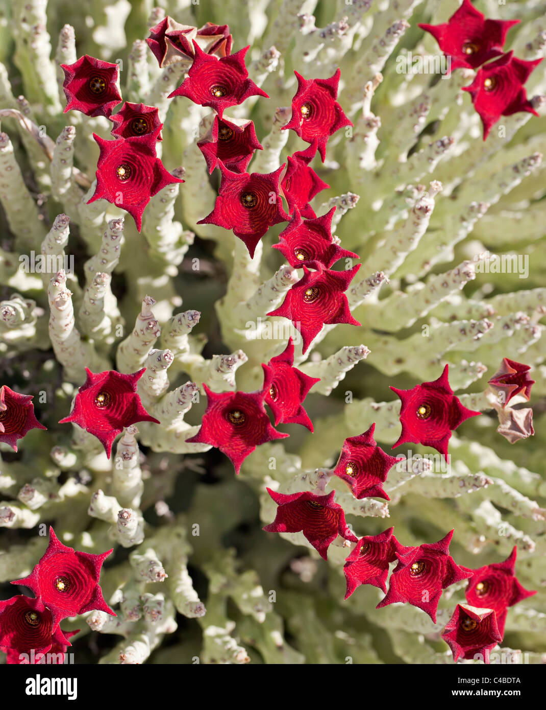 Caralluma socotrana, una bella piante succulente trovato solo nel Kenyas Magadi regione e l'isola di Socotra nello Yemen. Foto Stock