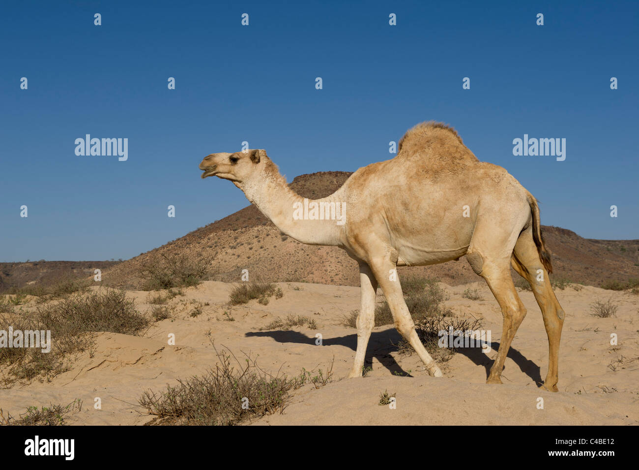 Al di fuori del cammello Berbera, il Somaliland e la Somalia Foto Stock