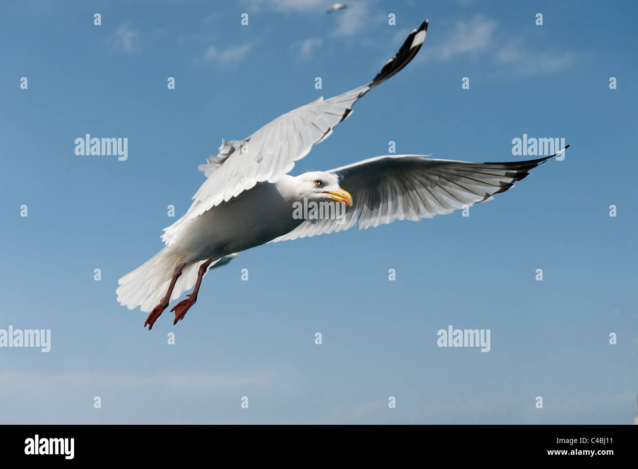 Aringa Gabbiano (Larus argenteus) Foto Stock