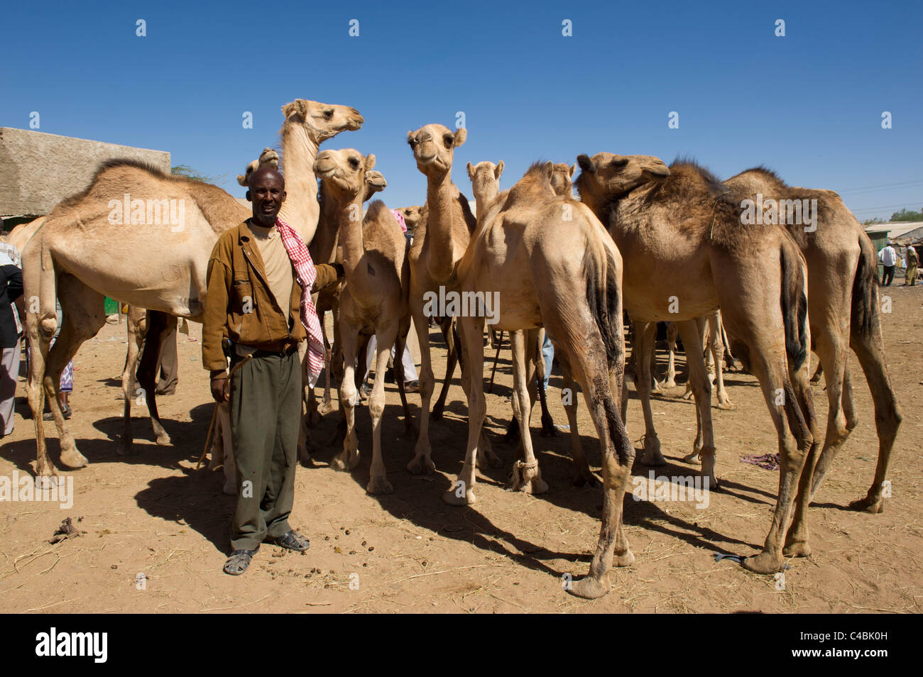 Il cammello e il mercato di capra, Hargeisa, il Somaliland e la Somalia Foto Stock