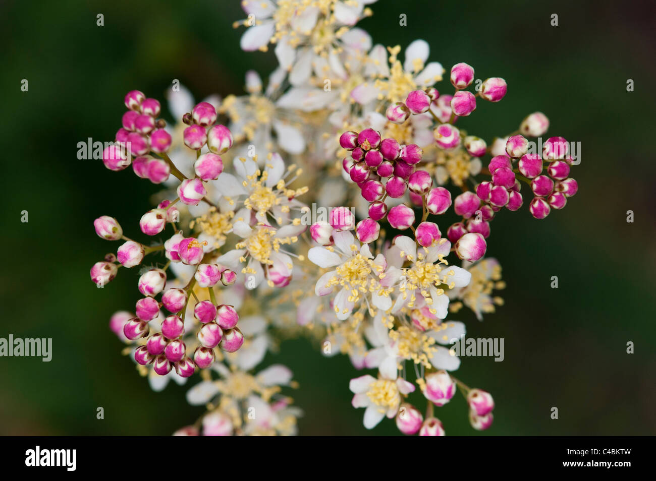 Filipendula vulgarise. Dropwort. Foglia di felce Dropwort Foto Stock