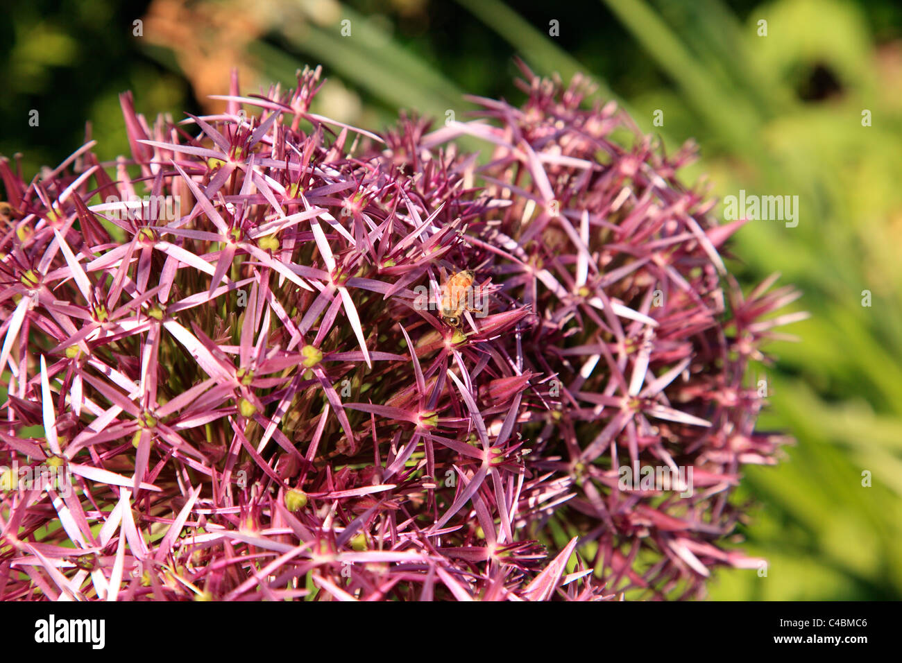 Ape che impollina Foto Stock