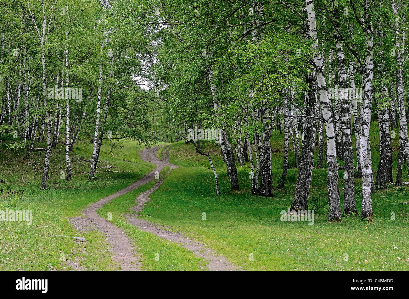 Di betulle. Altai Riserva Naturale Statale. La Russia Foto Stock
