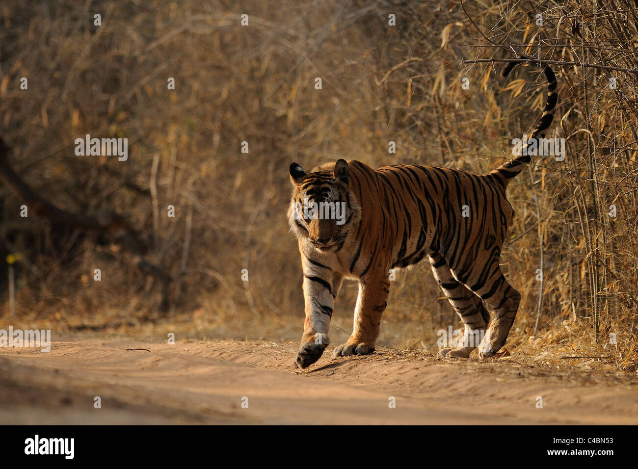 Il 15-anno-vecchio maschio dominante tigre del Bengala chiamato B2 spray-marcatura durante una pattuglia territoriale su una mattina d'estate in Bandhavgarh Foto Stock