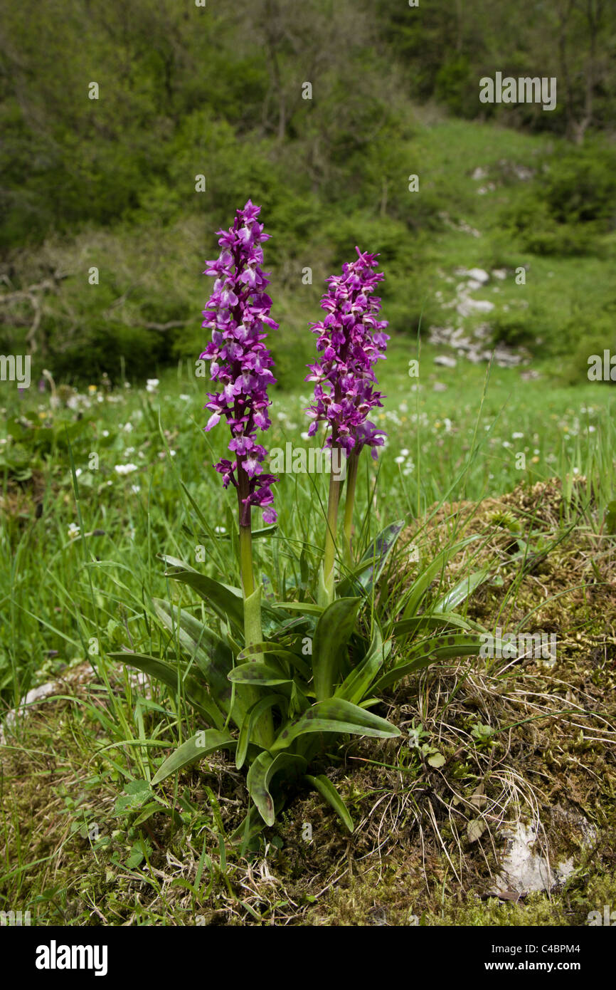 Inizio orchidea viola (Orchis mascula) in Pietro Dale Foto Stock