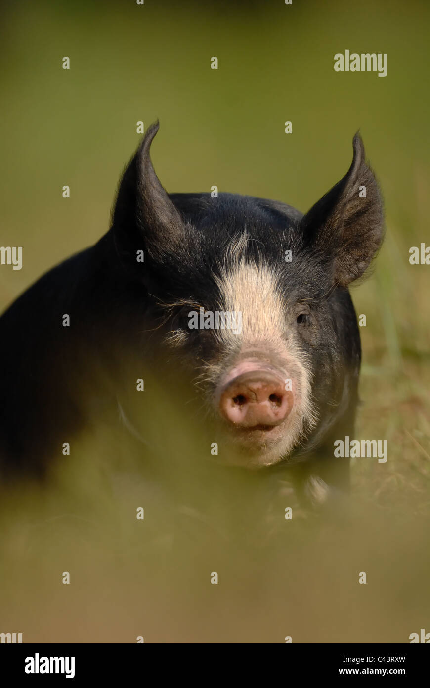 Berkshire maialino nero in appoggio Foto Stock