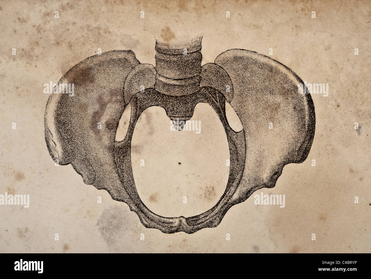 Illustrazione della pelvi umana copyright 1844 Foto Stock