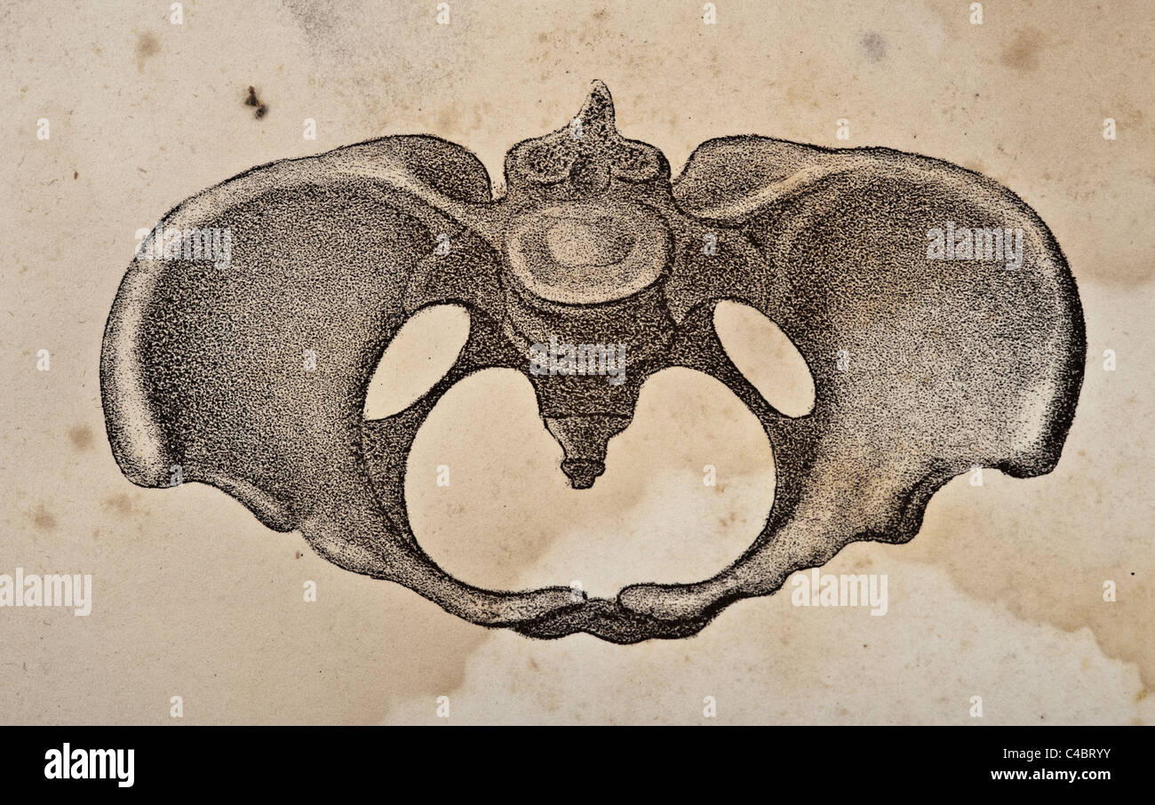 Illustrazione della pelvi umana copyright 1844 Foto Stock