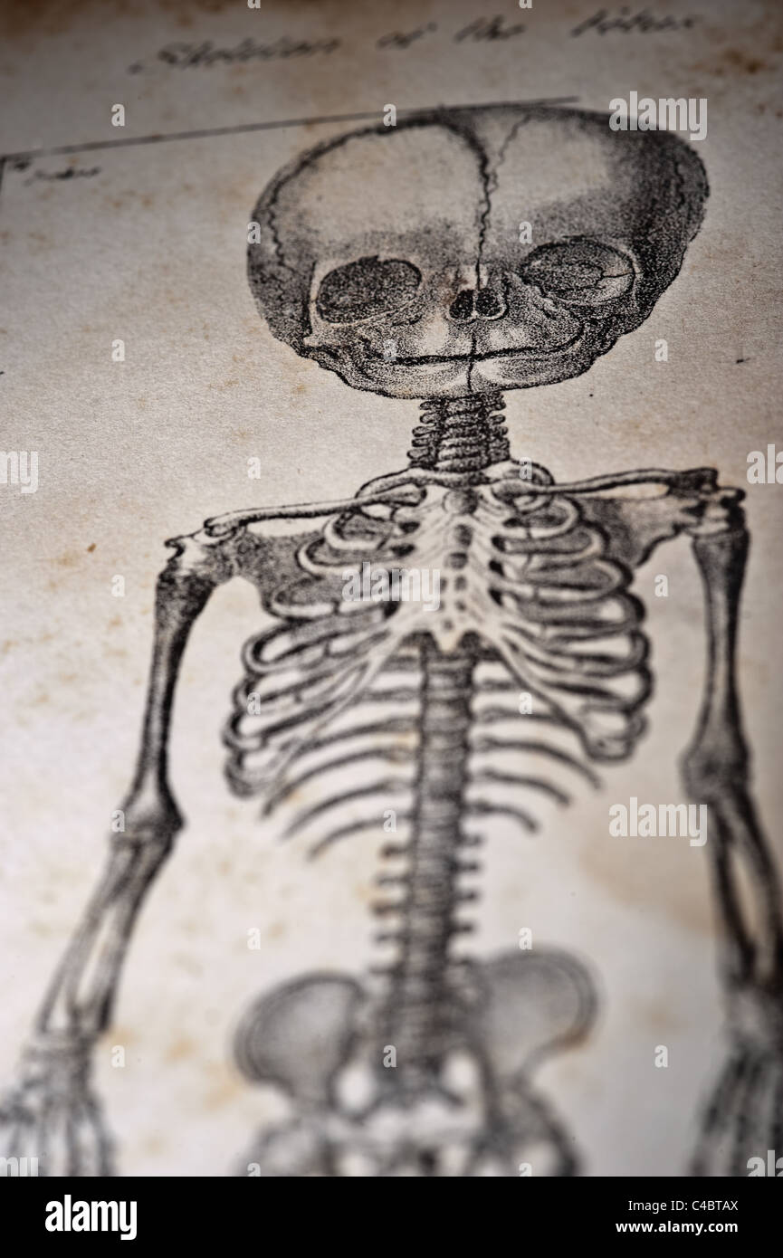 Illustrazione del feto circa 1844 - macro illuminazione selettiva Foto Stock