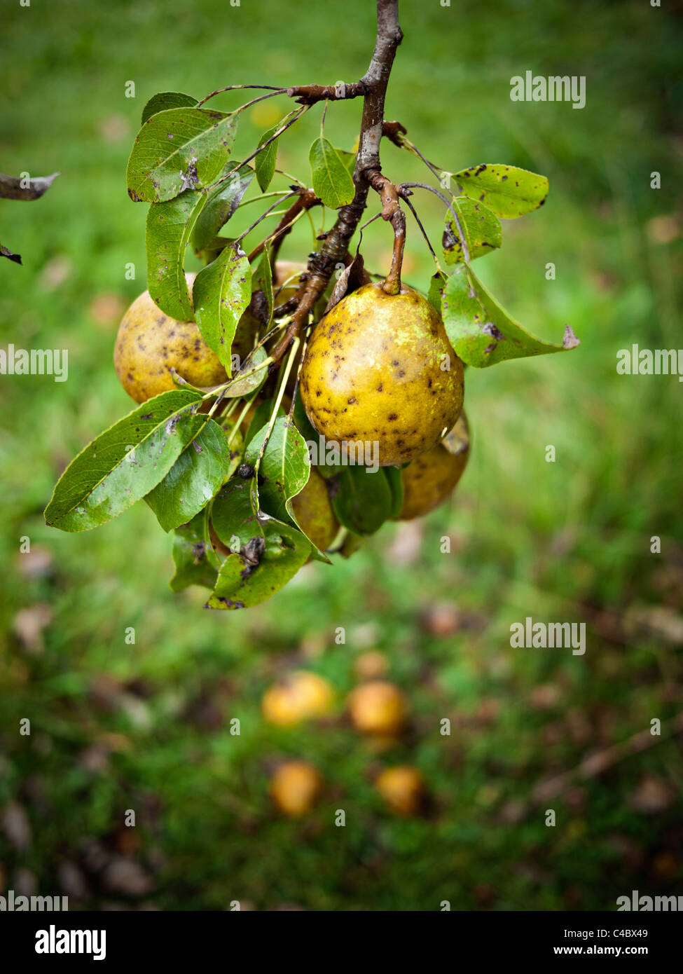 Produzione biologica di pere su albero Foto Stock