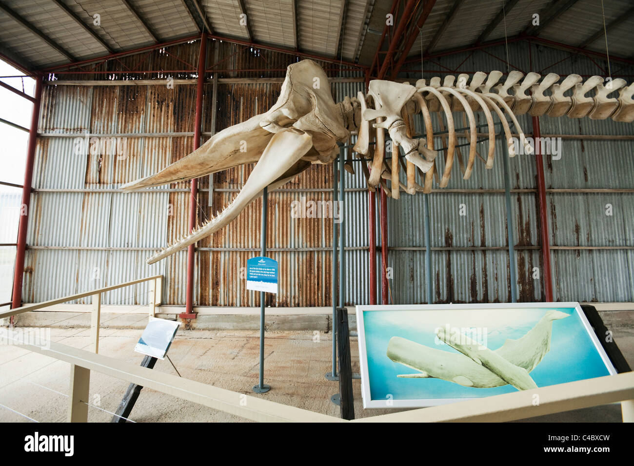 Sperma balena scheletro di balena al museo del mondo. Il francese Bay, Albany, Australia occidentale, Australia Foto Stock