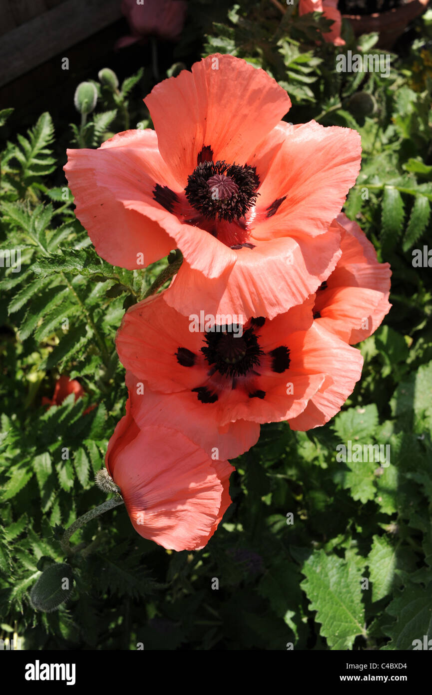 Rosso papavero orientali, nome latino Papaver orientale in piena fioritura nel Sussex Garden Regno Unito Foto Stock