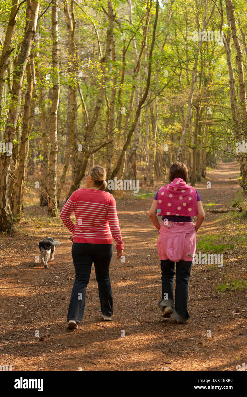 Due donne in trentenni passeggiate con il cane nei Boschi a Westleton Heath , Suffolk , Inghilterra , Inghilterra , Regno Unito Foto Stock