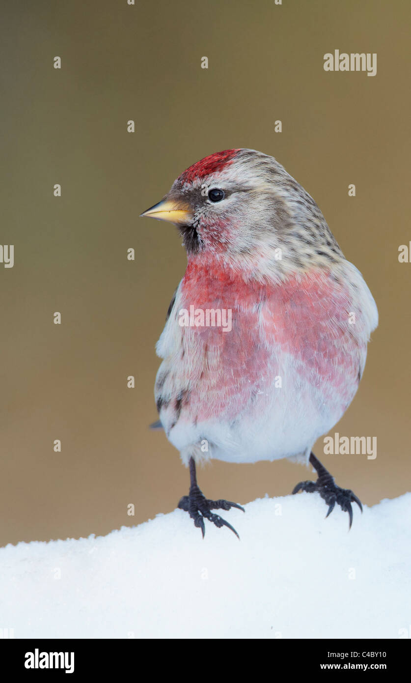 Comune (Redpoll Carduelis flammea, Acanthis flammea), maschio in allevamento piumaggio permanente sulla neve Foto Stock