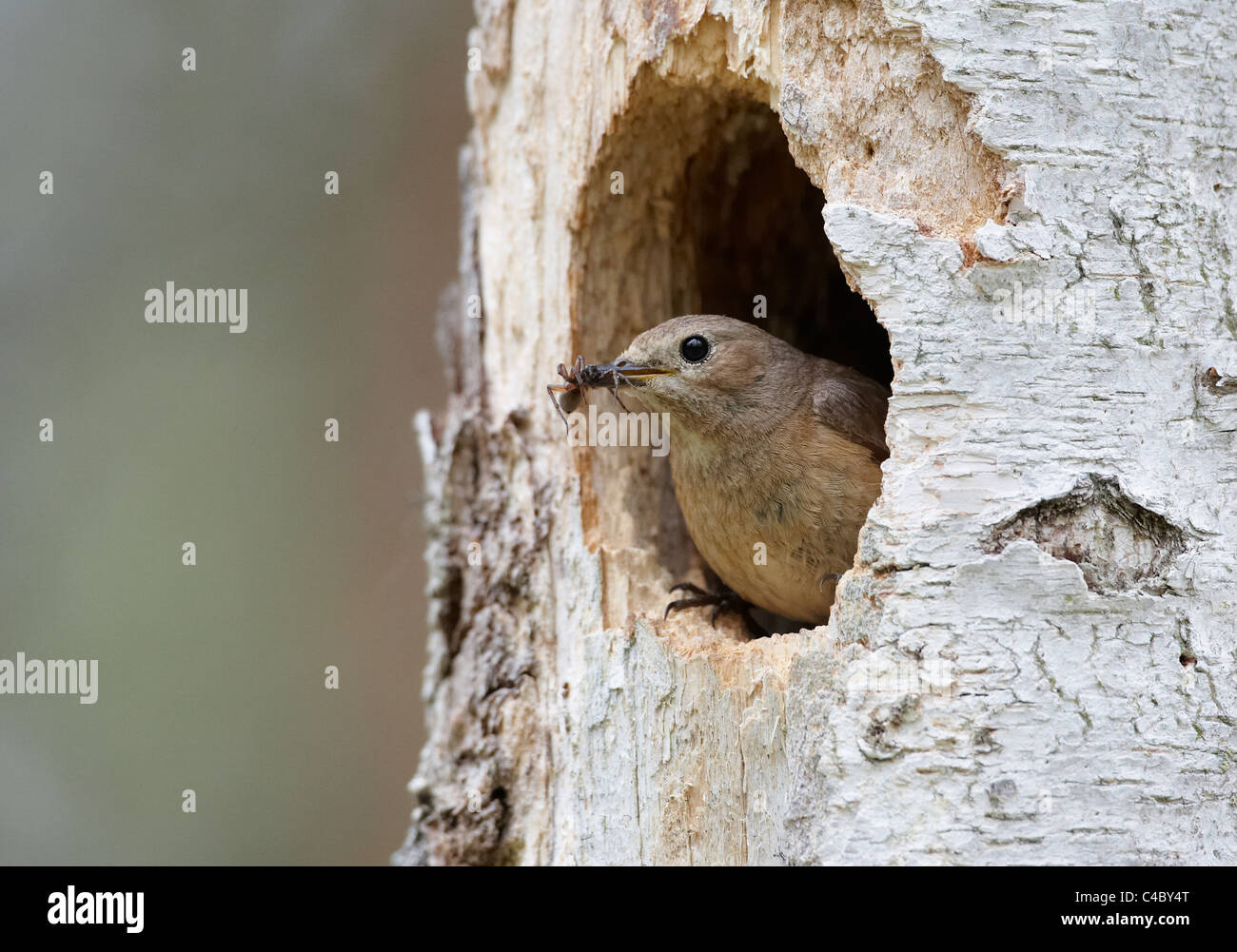 Comune (Redstart Phoenicurus phoenicurus), femmina guardando fuori dal foro di nesting con il suo becco piena di insetti per i pulcini Foto Stock