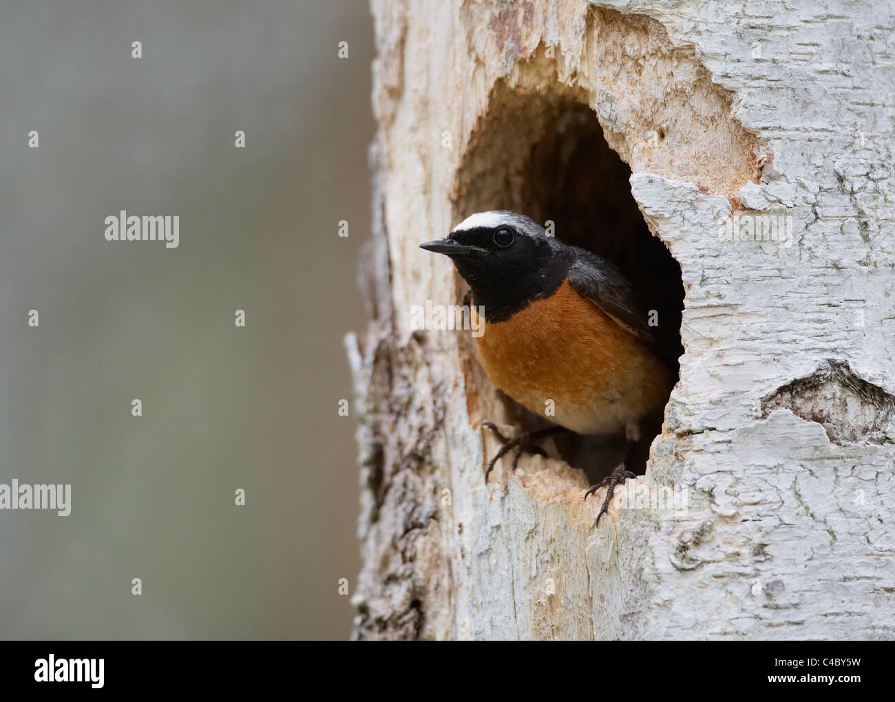 Comune (Redstart Phoenicurus phoenicurus), maschio guardando fuori dal foro di nesting Foto Stock